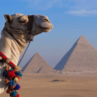 Camel with pyramids in the background.