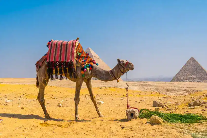 A beautiful camel in the Pyramids of Giza, the oldest Funerary monument in the world Discovery Tours Egypt Reviews